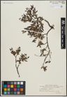 Foto von Salix arbuscula L. x Salix lapponum L.